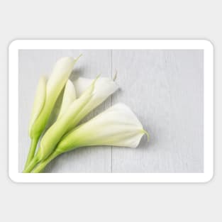 Elegant spring flower, calla lily Sticker